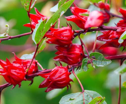 Cây hoa atiso đỏ Đặc điểm, trồng, chăm sóc, thu hoạch và tác dụng sức khỏe